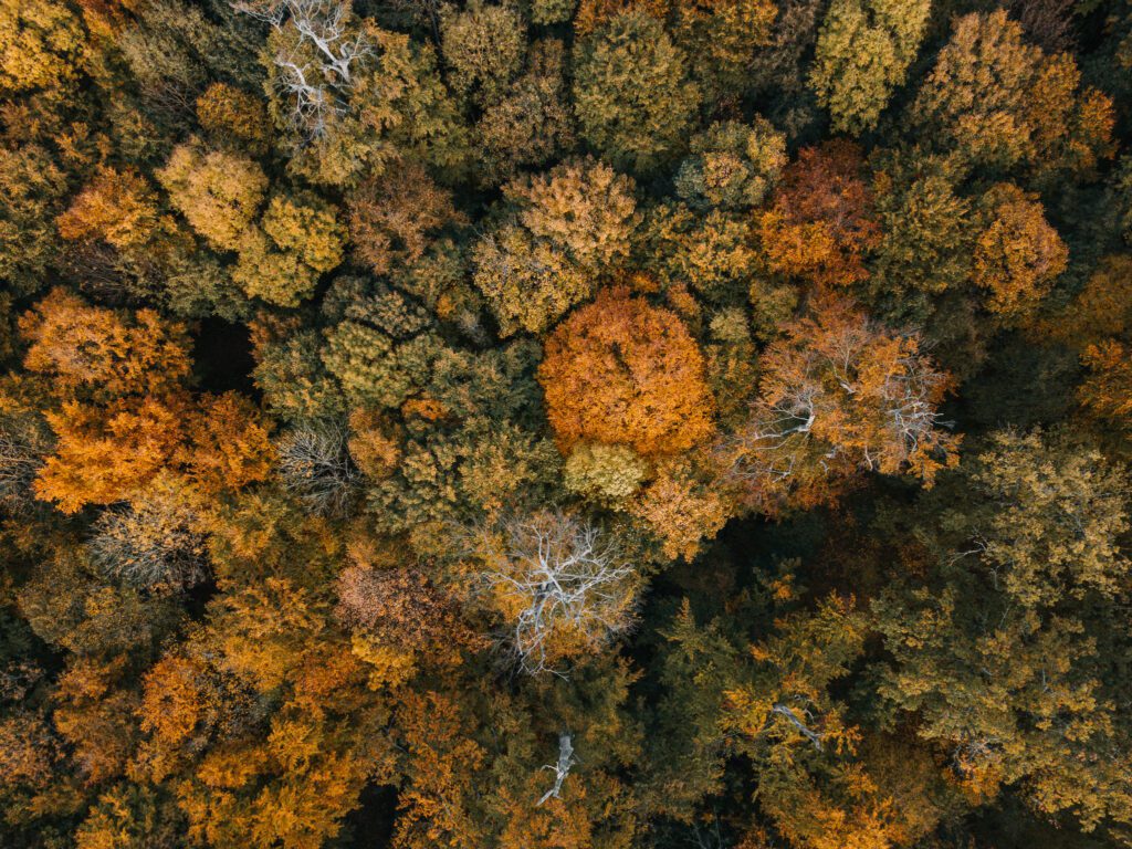 Luftaufnahme eines herbstlich gefärbten Mischwaldes in Liebenberg mit Baumkronen in Grün, Gelb, Orange und Braun.